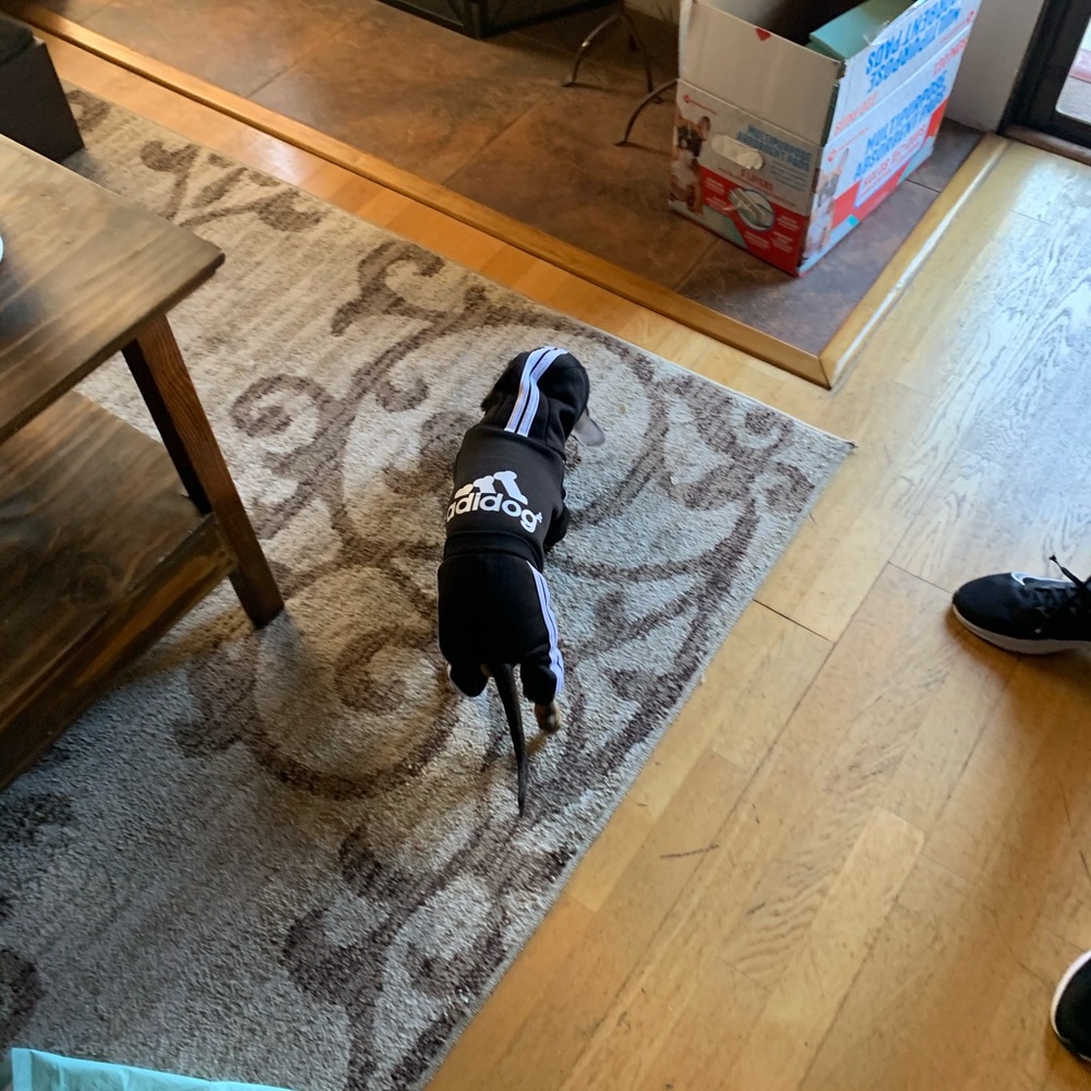 2 Adidas doggy outfits - Picture 5 of 5
